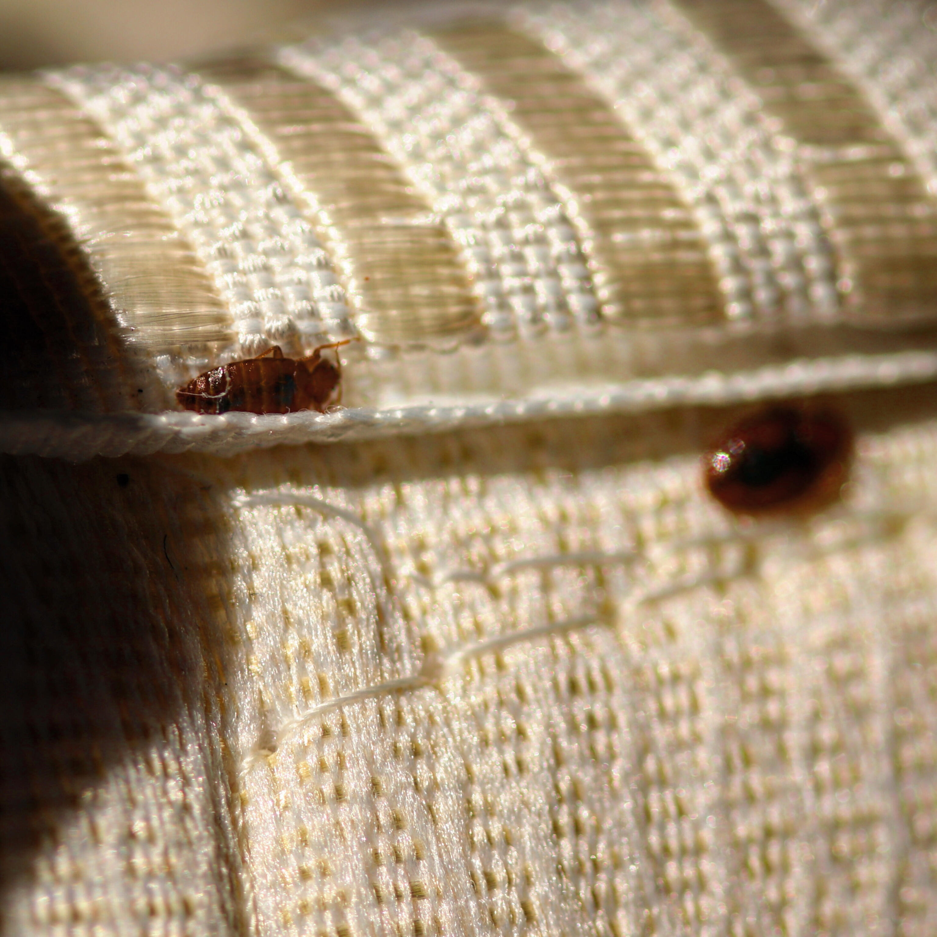 Bed Bugs and the Summer Travel Season - Sprague Pest Solutions