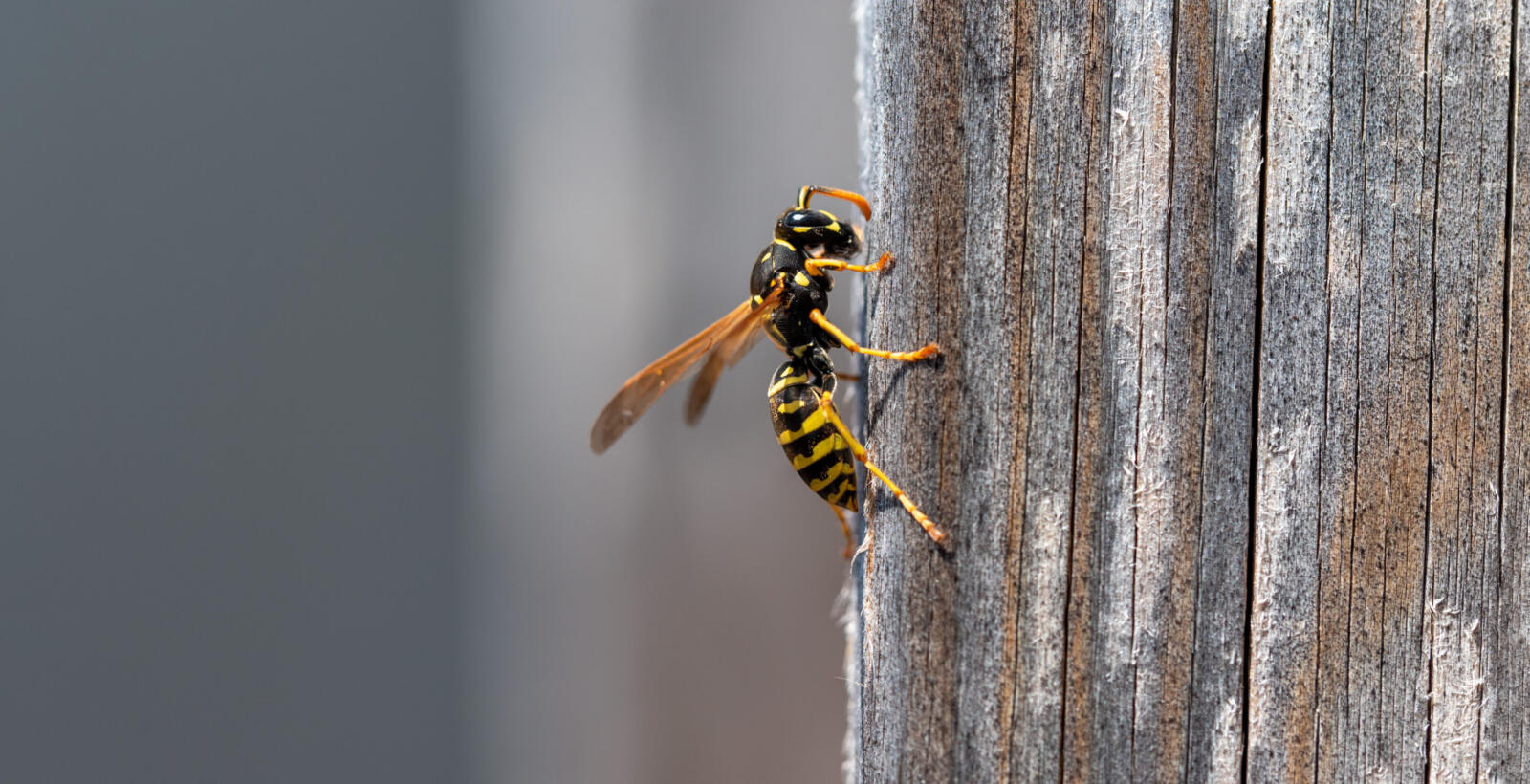 Conquering Stinging Insects in AZ, NA, & CA - Sprague Pest Solutions